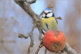 <p>SÝKORA MODŘINKA (Cyanistes caeruleus)</p>